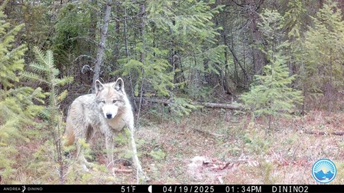 Roxy Trail Cam Movie Night - Web Image_thumb.jpg